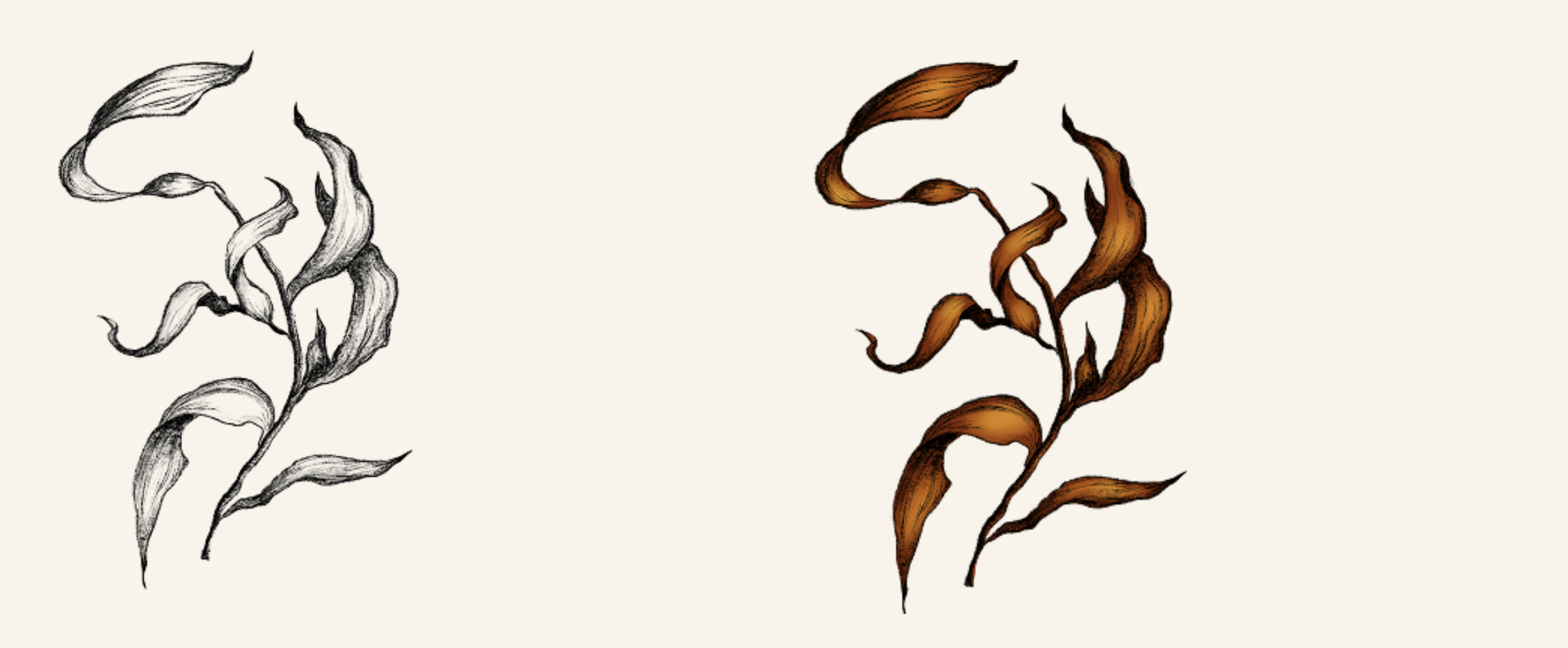 Logo design exploration: hand-drawn seaweed illustration in sketch and final color